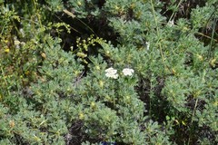 Astragalus granatensis