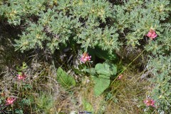 Astragalus granatensis