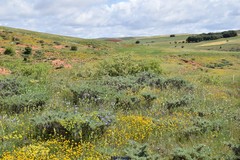 Astragalus granatensis