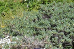 Astragalus granatensis