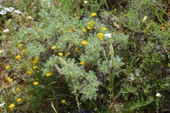 Astragalus granatensis