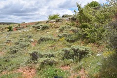 Astragalus granatensis