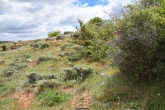 Astragalus granatensis