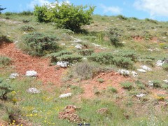 Astragalus granatensis