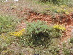 Astragalus granatensis