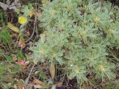 Astragalus granatensis