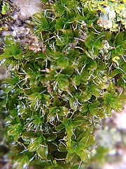 Syntrichia virescens