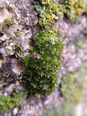Syntrichia virescens