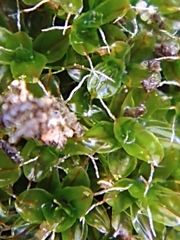 Syntrichia virescens