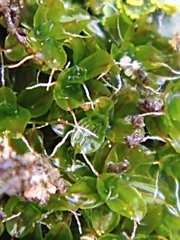 Syntrichia virescens