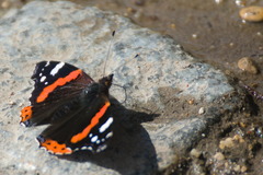 Vanessa atalanta