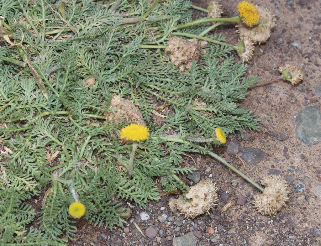 Lasiospermum poterioides
