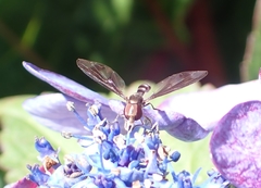 Ocyptamus fuscipennis