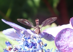 Ocyptamus fuscipennis