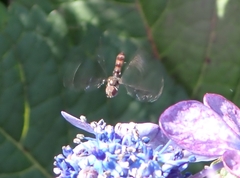 Ocyptamus fuscipennis