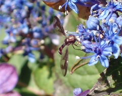 Ocyptamus fuscipennis