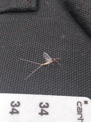 Ephemeroptera