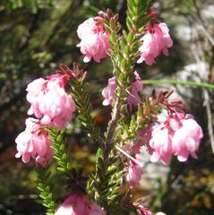 Erica tegulifolia