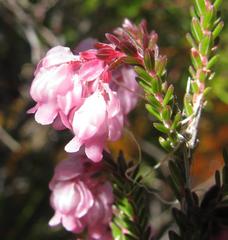 Erica tegulifolia
