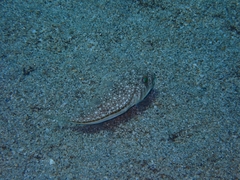 Torquigener flavimaculosus