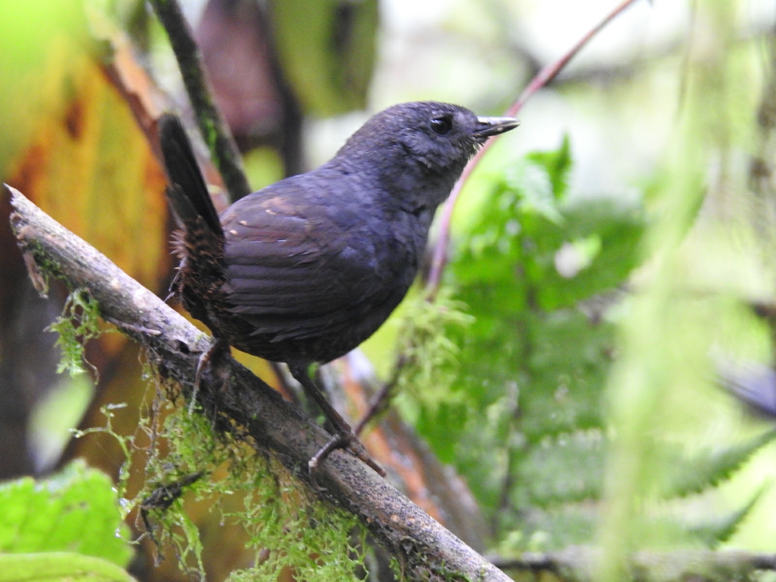 Ecuadorian Tapaculo illustration