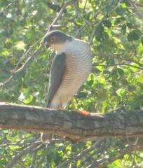 Accipiter minullus
