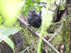 Scytalopus robbinsi