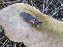 Oncocephalus squalidus