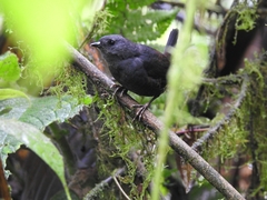 Scytalopus robbinsi