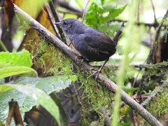 Scytalopus robbinsi