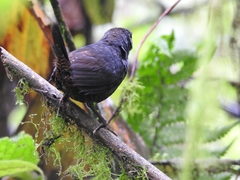 Scytalopus robbinsi
