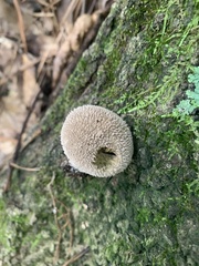 Lycoperdon