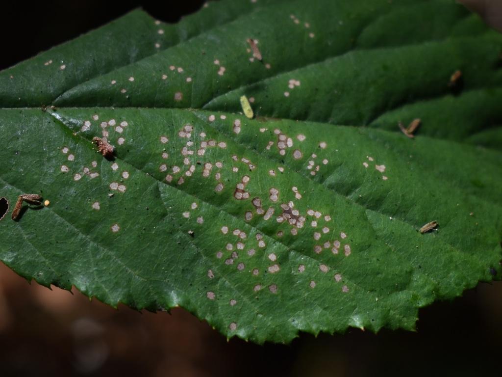 Thiotricha wollastoni