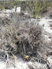 Dudleya cultrata