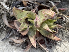 Dudleya cultrata