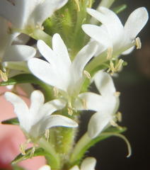 Dischisma ciliatum erinoides