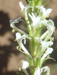 Dischisma ciliatum erinoides