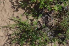 Dischisma ciliatum erinoides