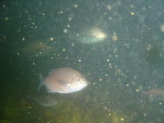 Pachymetopon blochii