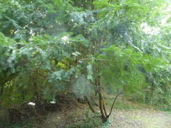 Taxus baccata