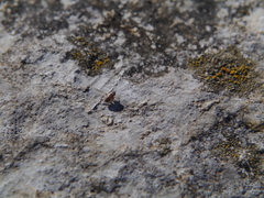 Anoscopus flavostriatus