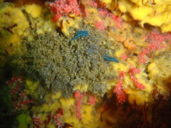 Tambja capensis