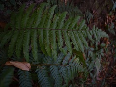 Dryopteris affinis