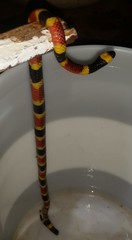 Micrurus mosquitensis