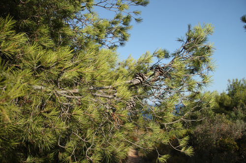 Borolike (Pinales)