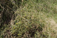 Berkheya carlinifolia