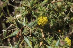 Berkheya carlinifolia