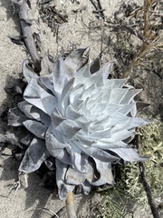 Dudleya anthonyi