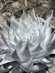 Dudleya anthonyi