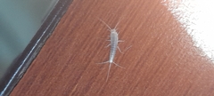 Ctenolepisma